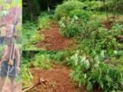 കാട്ടുപന്നികളും കടവാവലുകളും വ്യാപകമായി കൃഷിനാശം വരുത്തുന്നു, അടിയന്തിര നടപടി വേണം: റെസിഡന്റ്സ് കൗണ്സില് കാട്ടുപന്നികളും കടവാവലുകളും വ്യാപകമായി കൃഷിനാശം വരുത്തുന്നു, അടിയന്തിര നടപടി വേണം: റെസിഡന്റ്സ് കൗണ്സില്