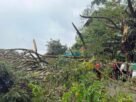 പാലാ റിവർവ്യൂ റോഡിൽ കണ്ടെയ്നർ ലോറി മരത്തിലിടിച്ച് അപകടം പാലാ റിവർവ്യൂ റോഡിൽ കണ്ടെയ്നർ ലോറി മരത്തിലിടിച്ച് അപകടം