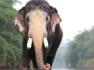 പല്ലാട്ട് ബ്രഹ്‌മദത്തന്‍ ഇടിമിന്നലേറ്റ് ചരിഞ്ഞു; നാടിന് കണ്ണീരോര്‍മ്മയായി ഗജരാജന്‍