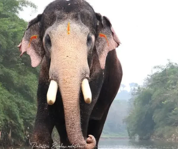 pallattu-Brahmadathan-dies