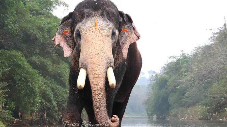 pallattu-Brahmadathan-dies
